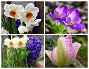 A collection of spring bulbs 