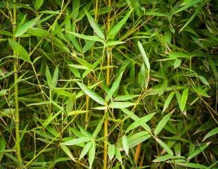 Invasive bamboo