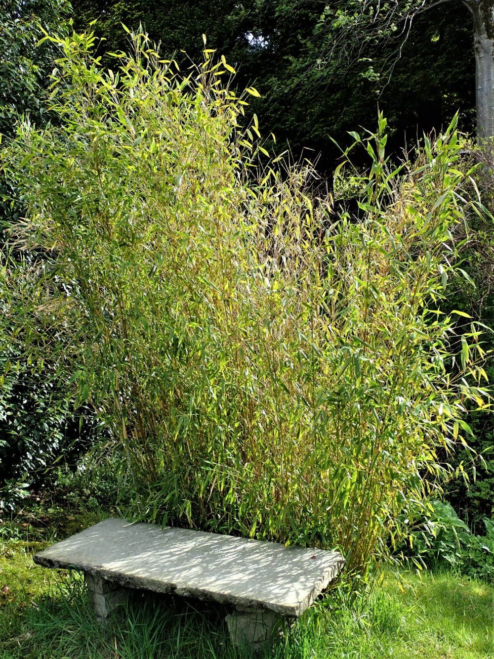 bamboo seat