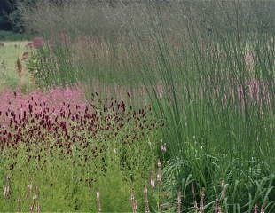 Molinia grass with Burnet  and purple loosestrife