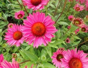 Echinacea  purpurea 'Rubinglow'