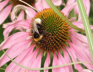 pink echinacea with bee