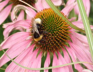 bee on coneflower