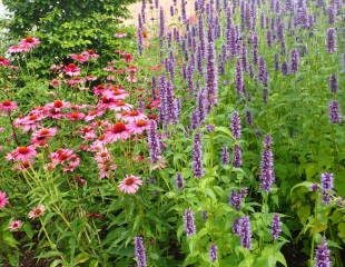 Echnacea purpurea 'Rubinglow' with agastache black adder