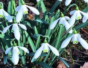 Honeybee and snowdrops