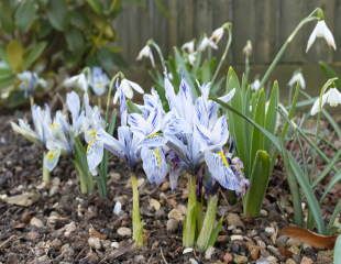 Snowdrops and iris reticulata 