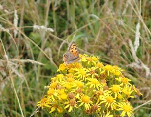 speckled wood butterfly  on yellow echinacea