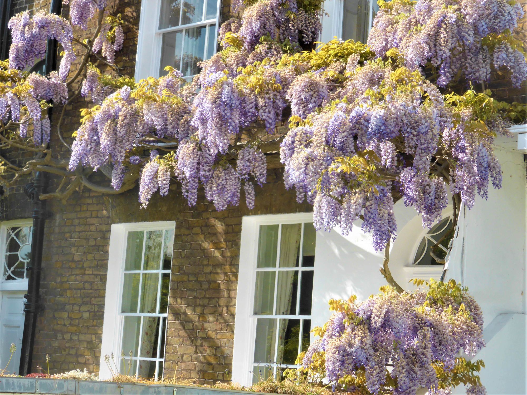 Town house with Wisteria