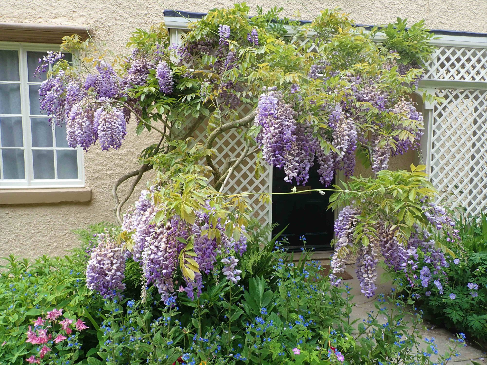 Country cottage with Wisteria