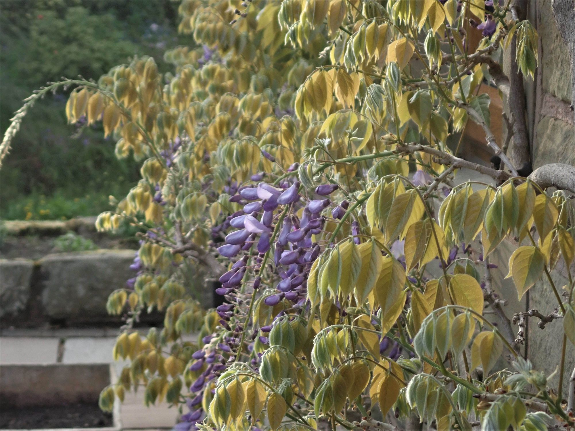 Backlight wisteria with evening sun