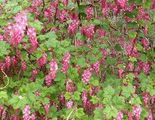 red flowers of Ribes sanguineum