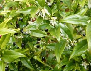 sweetly scented white flowers on Sarcococca hookeriana 