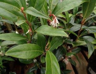 Sarcococca saligna