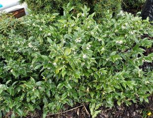 Sarcococca growing as low hedge