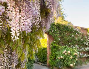 紫藤在春天旁边的围墙花园，RHS花园卫斯理信贷图像乔安娜科萨克