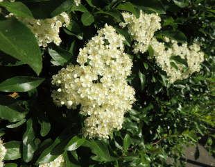 White flowers on Pyracantha