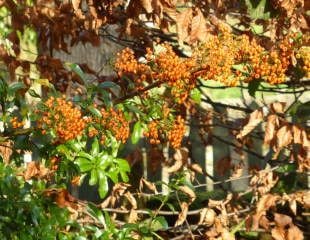 Pyracantha orange glow