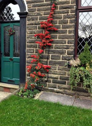 wall trained Pyracantha