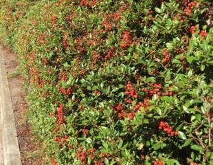 pyracantha makes an excellent hedge
