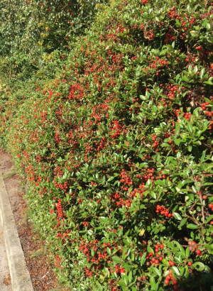 Pyracantha as a colourful hedge