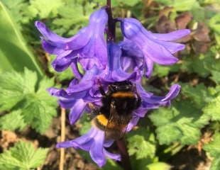 hungry bee feeding on bluebell