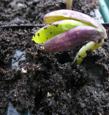 emerging climbing bean by The Sunday Gardener