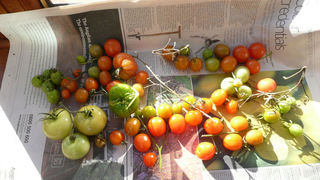 Ripening Tomatoes by The Sunday Gardener