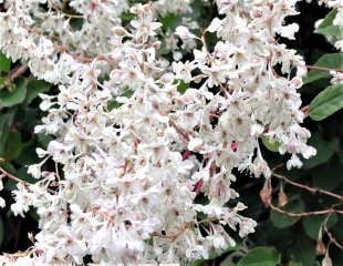 Close up of the flowers on fallopia baldschuanica the Russian Vine