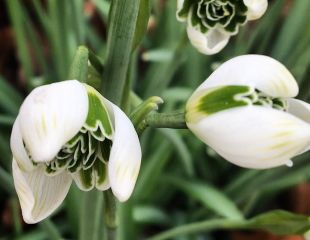large snowdrop with bold green markings