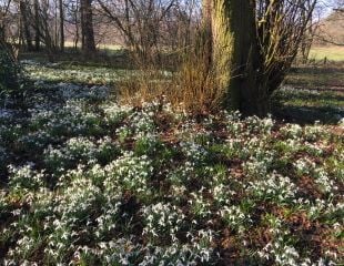 Snowdrops in woodland setting 
