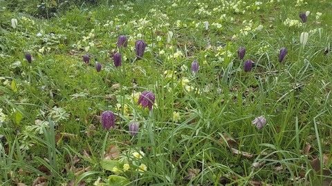 Fritillari melagris naturalised in field