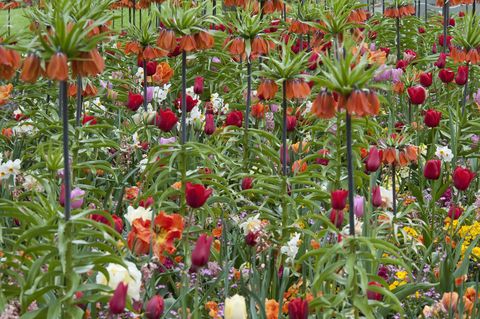mixed spring bulb planting  including Fritillary Crown Imperialis