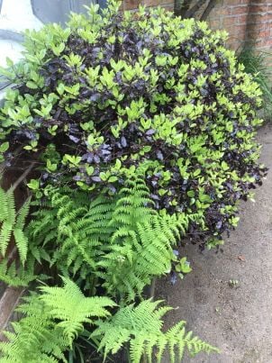 Lovley contrasting leaves of Pittosporum tom thumb