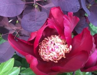 Peony with Cotinus