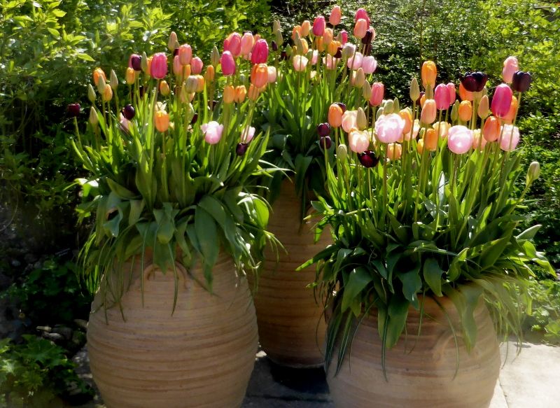 Tulips in large containers