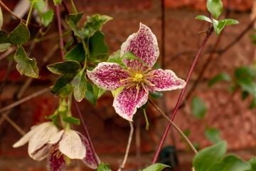 winter flowering clematis cirrhosa