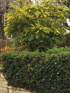 Leggy Mahonia