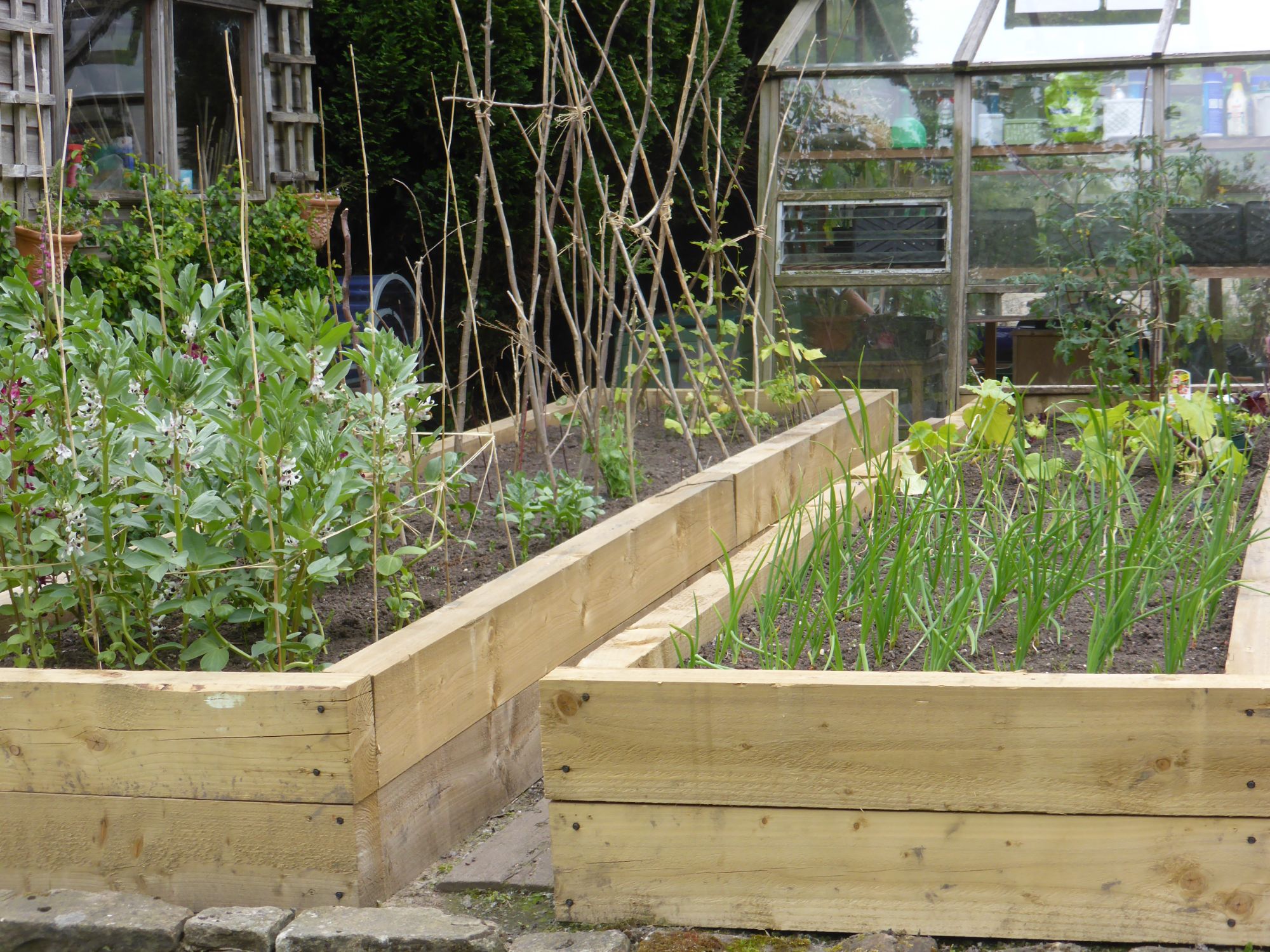 veg plot