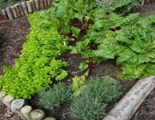 edged area of veg