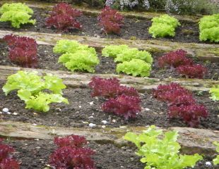 lettuces divided by bricks