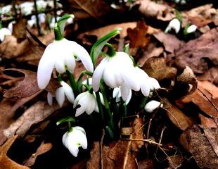 Snowdrops in leaf litter at East Carlton country park