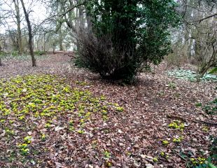 Snowdrops and aconites in woodland setting at East Carlton Country park