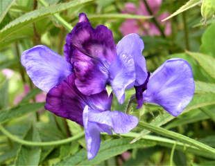 Soft blue sweet pea blooms