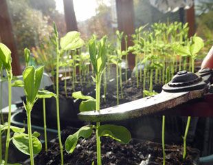 Sow sweet peas in root trainers