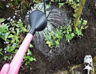 plant sweet peas in compost enriched soil 