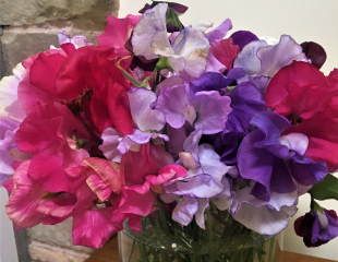 Sweetly scented sweet peas in vase