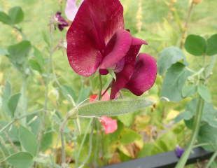 Sweet pea seed head