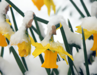 Daffodils in the snow