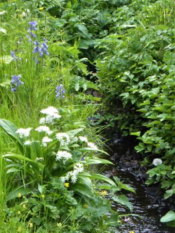 wild garlic growing steamside 