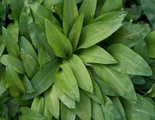 wild garlic leaves